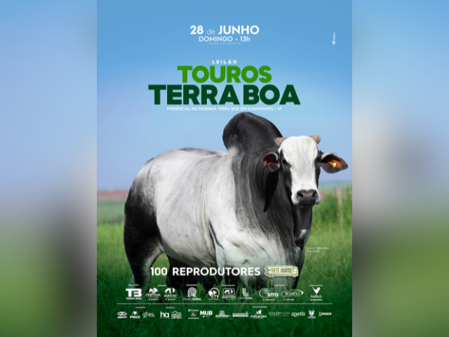 Leilão Touros Terra Boa