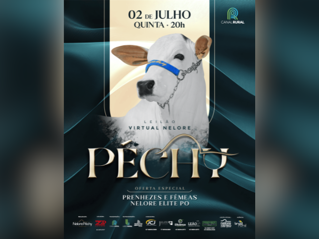 Leilão Virtual Nelore Pechy