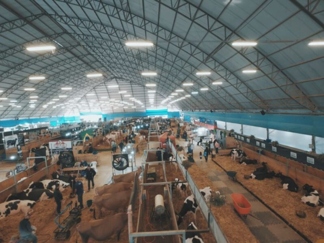 Imagem de destaque do post: Agroleite 2026 abre inscrições de animais das raças Holandesa e Jersey para julgamentos