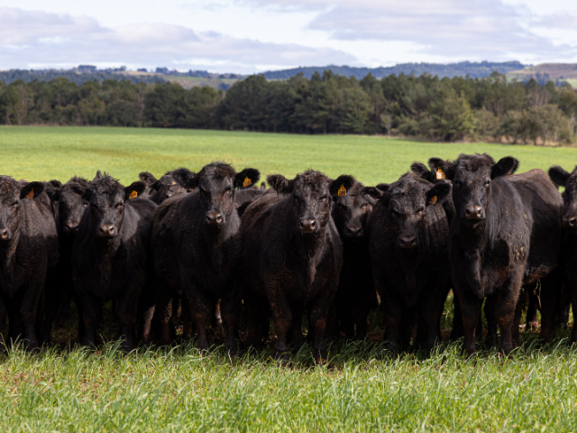 Imagem de destaque do post: Datagro prepara novo indexador do boi gordo para o Rio Grande do Sul com lançamento previsto para junho