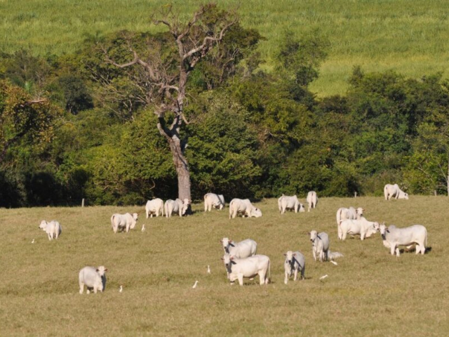 'Imagem de destaque do post: 'Produção agropecuária alcança R$ 1,4 trilhão e bovinocultura avança quase 9% em 2026