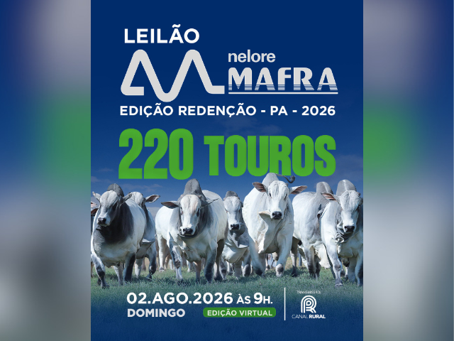 Leilão Nelore Mafra Edição Redenção Touros