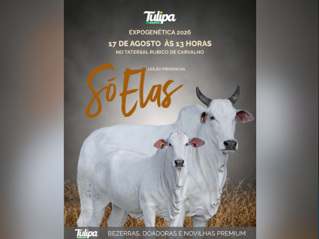 Leilão Presencial Só Elas