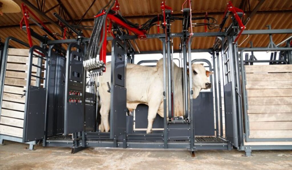 'Imagem de destaque do post: 'Contenção bovina: manejo adequado reduz acidentes e melhora a eficiência nas fazendas
