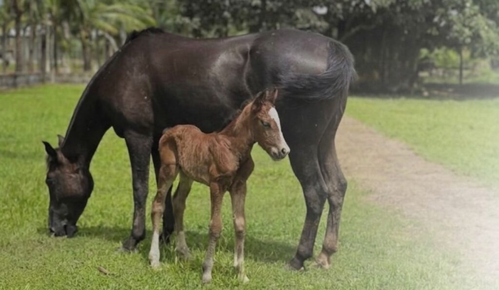 'Imagem de destaque do post: 'Amapá registra primeiro nascimento por inseminação artificial da Raça Crioula