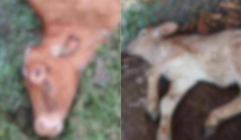 Caso de raiva em Santa Catarina acende alerta para vacinação dos rebanhos bovinos