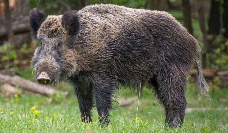 Prejuízos causados por javalis acendem alerta para o controle da espécie no campo