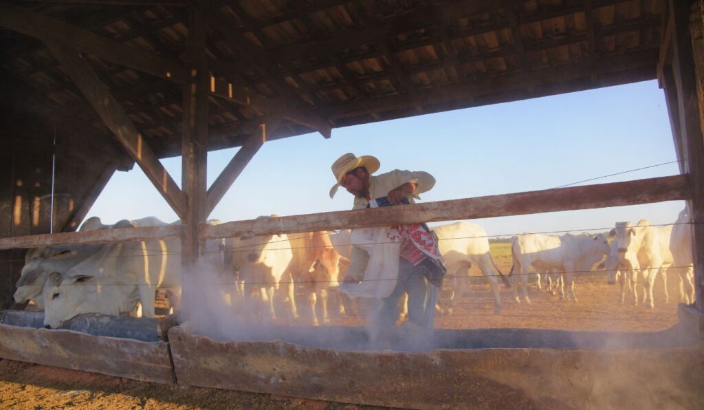 'Imagem de destaque do post: 'Produzir mais carne com menos terra: o avanço do confinamento de bovinos no Brasil