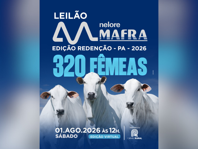 Leilão Nelore Mafra Edição Redenção Fêmeas