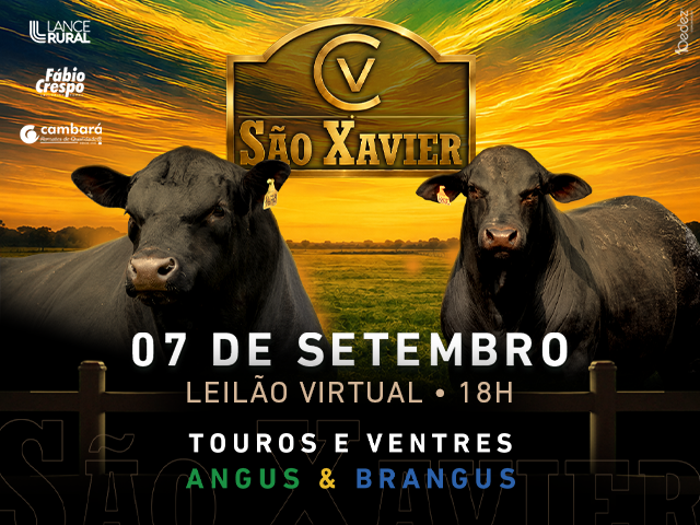 Leilão São Xavier