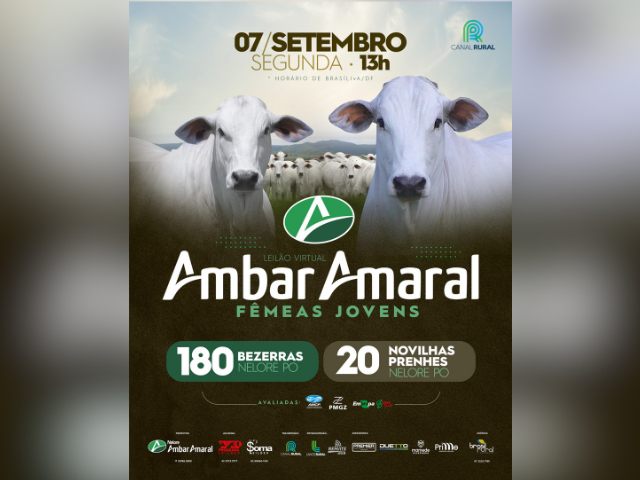 Leilão Virtual Ambar Amaral – Fêmeas Jovens