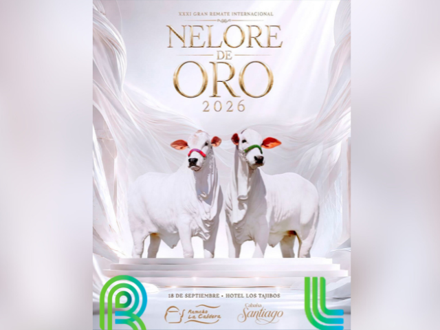 31° Remate Nelore de Oro Internacional