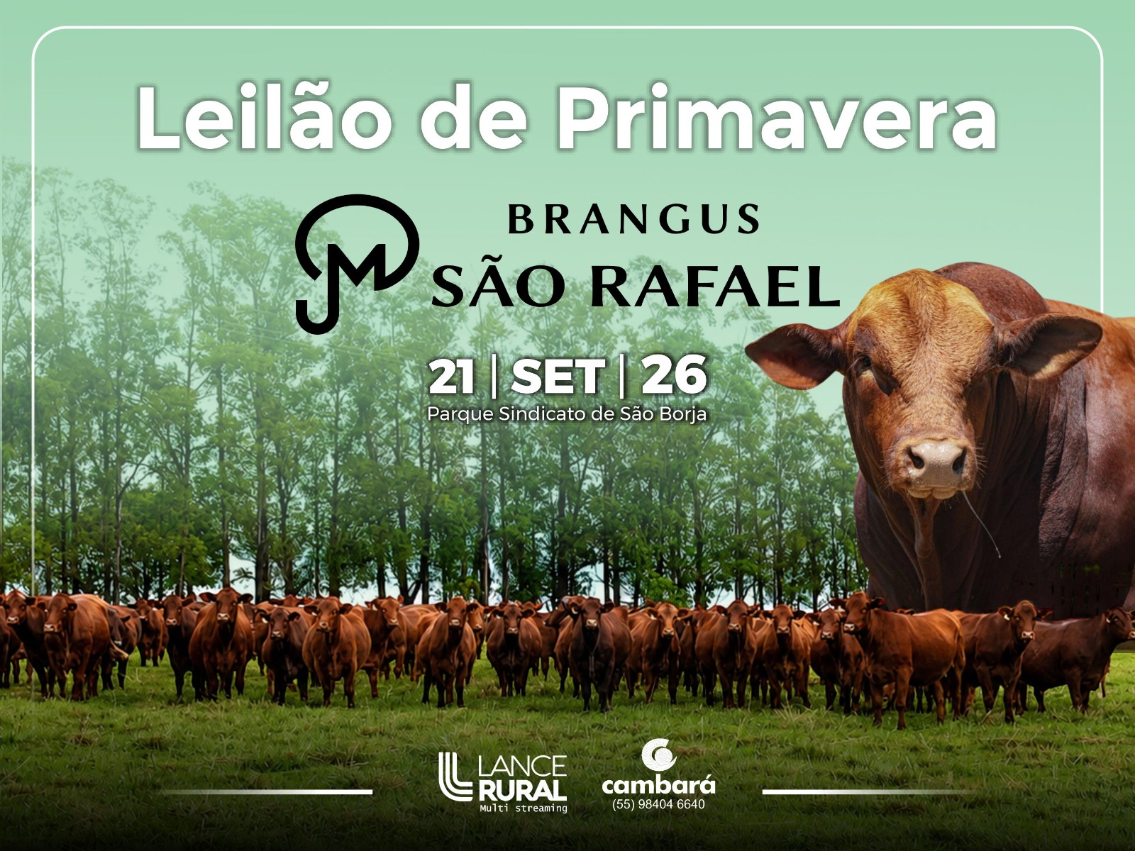 Leilão De Primavera Brangus São Rafael