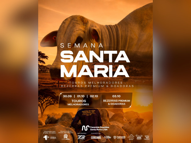 Leilão Semana Santa Maria – Touros Melhoradores