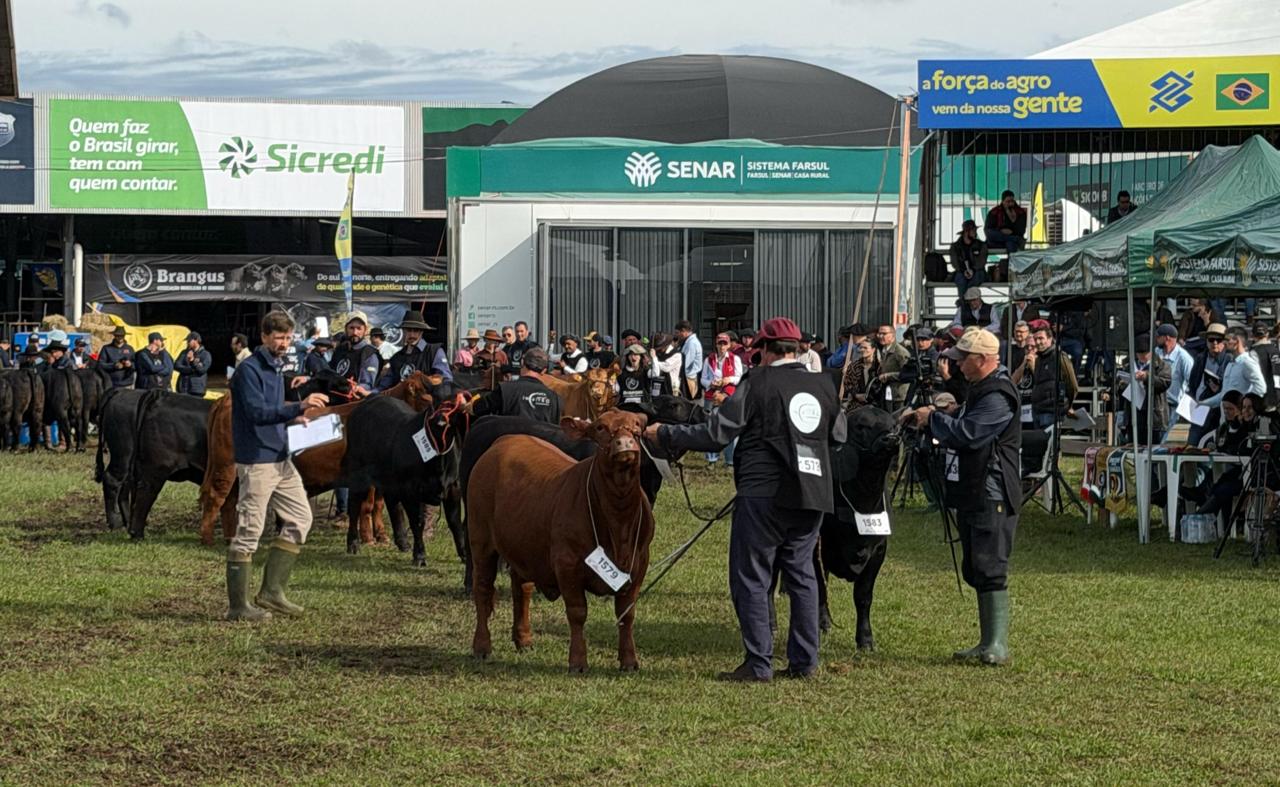 Imagem de destaque do post: Expointer 2026 reúne quase 8 mil animais e movimenta genética, negócios e competições em Esteio