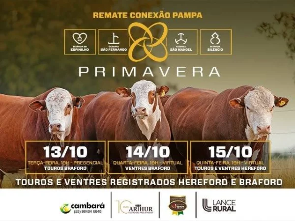 Conexão Pampa Primavera – Etapa Touros Braford