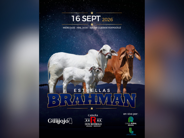 Remate Estrelas Brahman