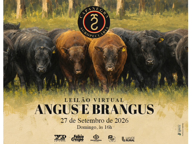 Leilão Virtual Angus e Brangus
