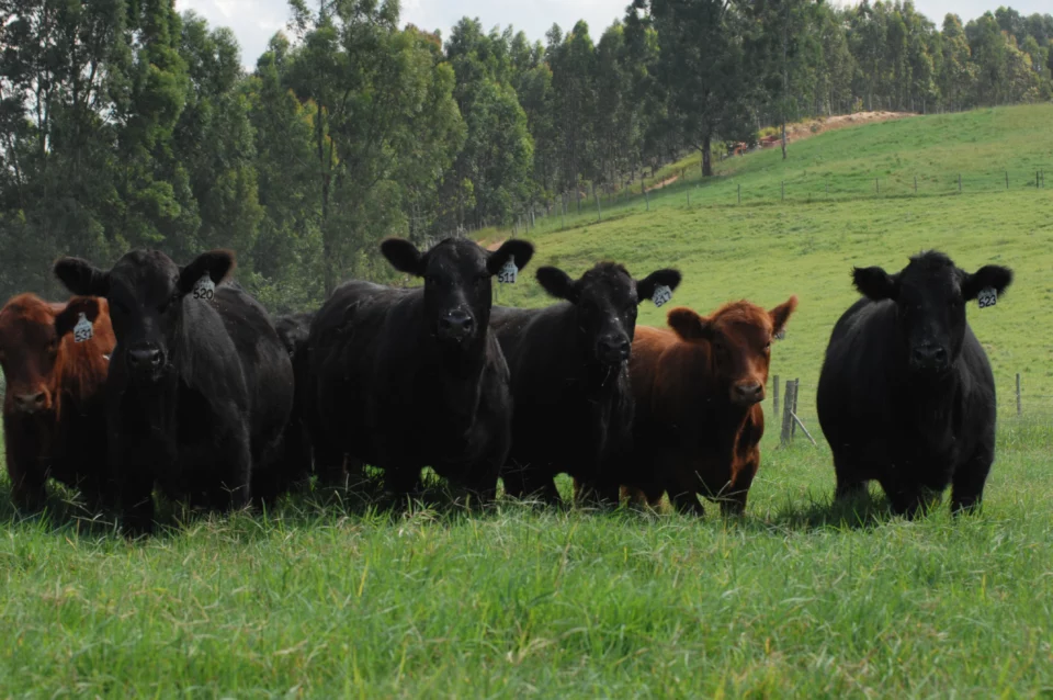 Lance Rural fecha setembro com 47 leilões transmitidos no Sul e forte movimentação da pecuária.