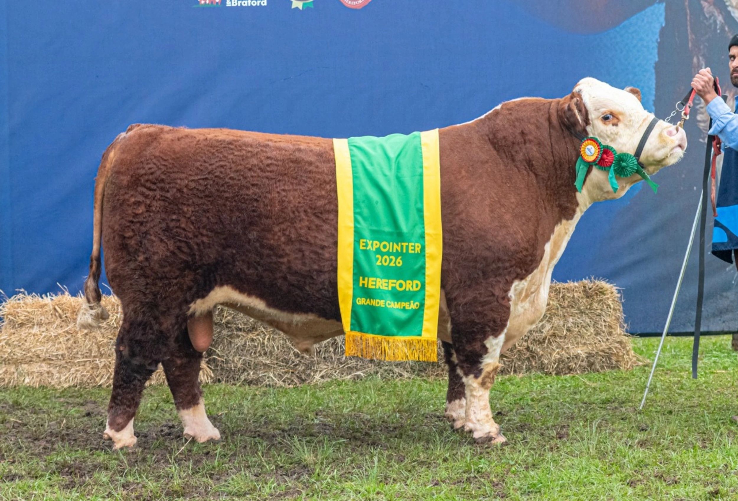 Imagem de destaque do post: Supremos campeões Hereford são definidos na Expointer 2026