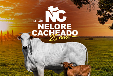 Leilão Nelore Cacheado