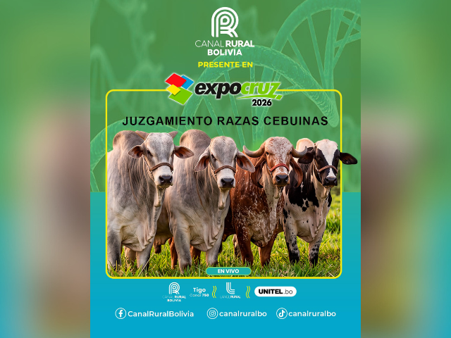 Juzgamiento De Razas Cebuinas Expocruz 2026