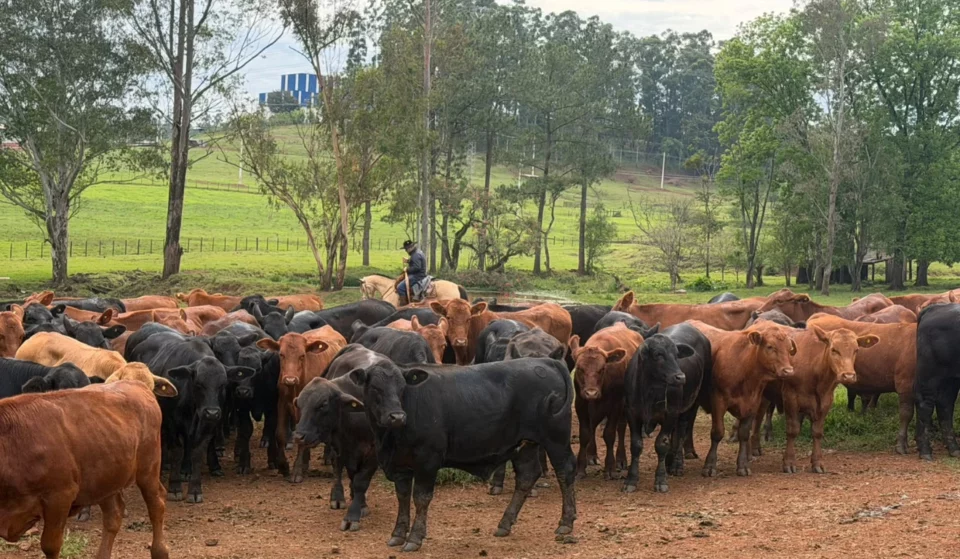 Angus: gestão sustentável de resíduos fortalece pastagens e produtividade no RS