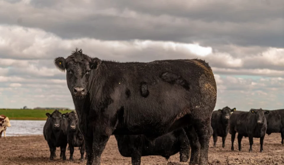 Carne Angus: rota pelo RS aproxima criadores e destaca oportunidades de valorização