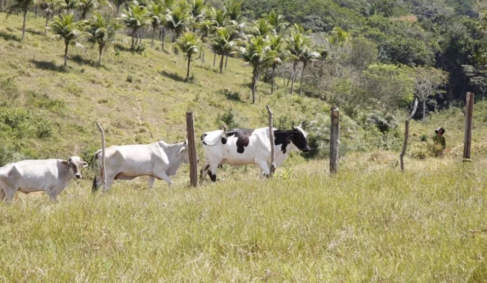 Mais de 1.400 bovinos já receberam inseminação artificial gratuita em Sergipe