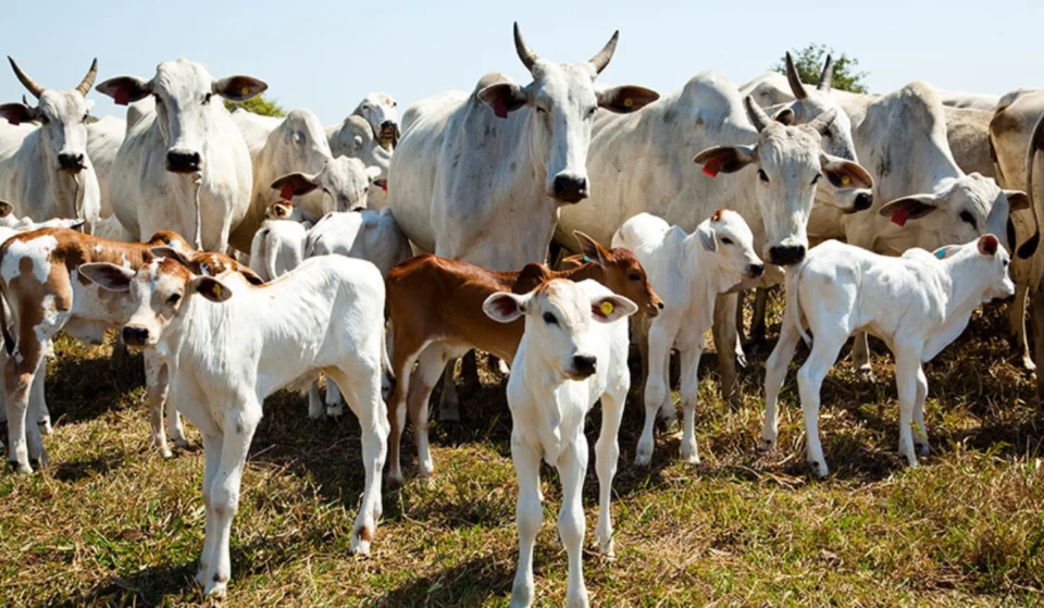 Valor Bruto da Agropecuária chega a R$ 1,44 trilhão em setembro; pecuária se destaca